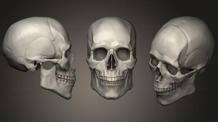Anatomy of skeletons and skulls (Head Study Skull, ANTM_0646) 3D models for cnc